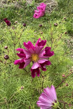 Rosenskära Pied Piper Red