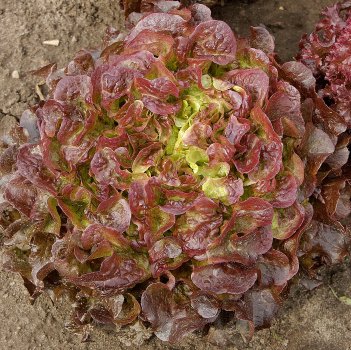 Red salad bowl