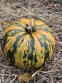 Nakenfröpumpa Retzer Gold