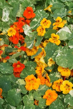 Slingerkrasse Out of Africa