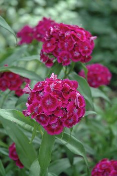 sweet purple borstnejlika