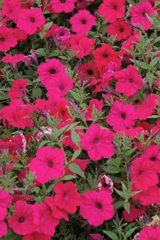petunia tidal wave cherry