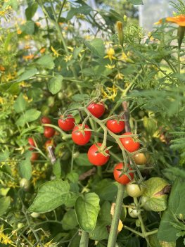 Sterntaler minitomat