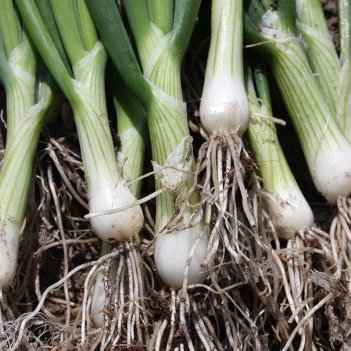 White Lisbon, ekologiskt frö