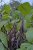 Purple Teepee, ekologiskt frö