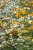 Sommarblomster blandning