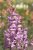 Rocket Orchid F.1