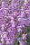 Rocket Orchid F.1