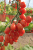 tomat mirimiri