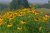 Black eyed Susan