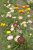 Helichrysum bracteatum, jätteeternell mix