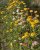 Helichrysum bracteatum, jätteeternell mix
