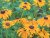 Black eyed Susan