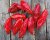 Habanero red