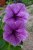 Petunia Easy Wave Plum Vein F.1