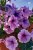 Petunia Easy Wave Plum Vein F.1