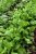 ruccola senapskål