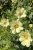 Rosenskära Xanthos