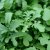 ruccola senapskål