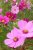 Rosenskära Sensation Mix eko