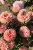 sommaraster the roses mixture