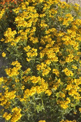 tagetes lucida, mexikansk dragon