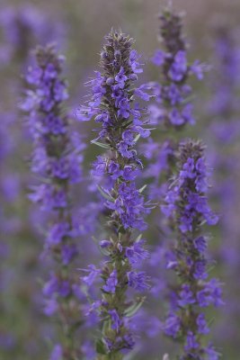 Isop, demeter/ekologiskt frö