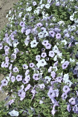 Petunia Tidal wave silver