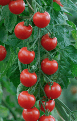 Zuckertraube tomat