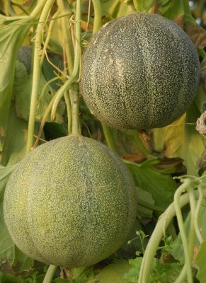 petit gris melon