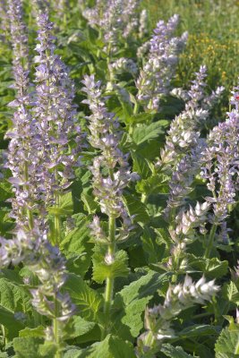 Salvia sclarea, muskatellsalvia