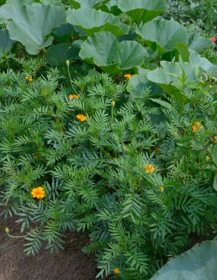 nematod tagetes