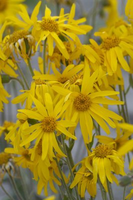 Arnica, Slåttergubbe