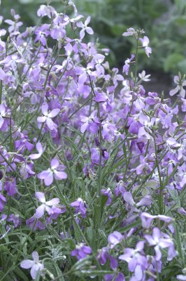 Matthiola longipetala grekisk lövkoja