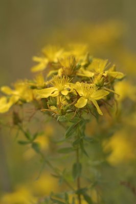 Hypericum perforatum, johannesört