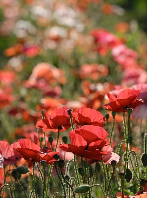 Vallmo Seidenmohn mix