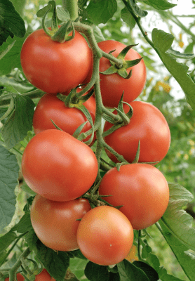 tomat douglas