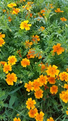 Nematod tagetes