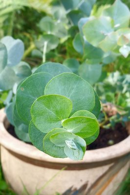 silverdollar eukalyptus