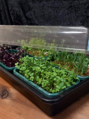 Miniväxthus med huv