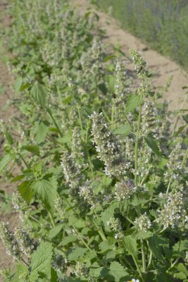 Nepeta cataria - kattmynta