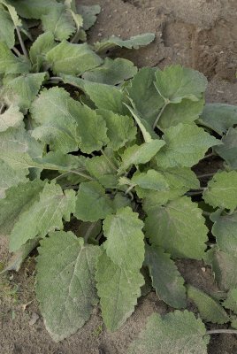 Salvia sclarea, muskatellsalvia
