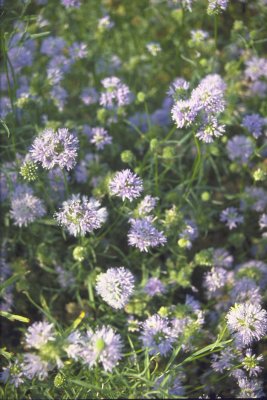 bollgilia himmelsblå