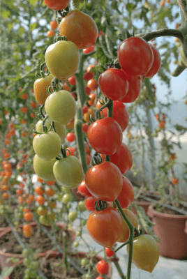 tomat trixi
