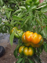 Tomatpaprika gulorange, certifierat ekologiskt utsäde