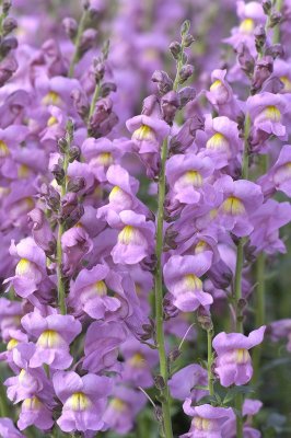 Rocket Orchid F.1