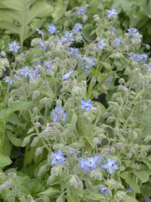 gurkört borage
