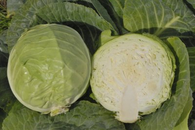 Nagels Frühweiss, ekologiskt frö