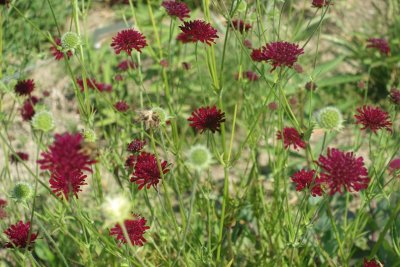 Dark Red