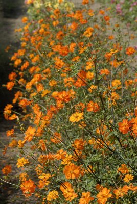 Cosmos sulphureus gullskära